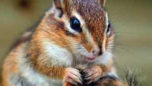 Stock photo chipmunks a charakter načechrané zvířata